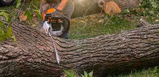 Best Emergency Tree Removal  in Arden Hills, MN