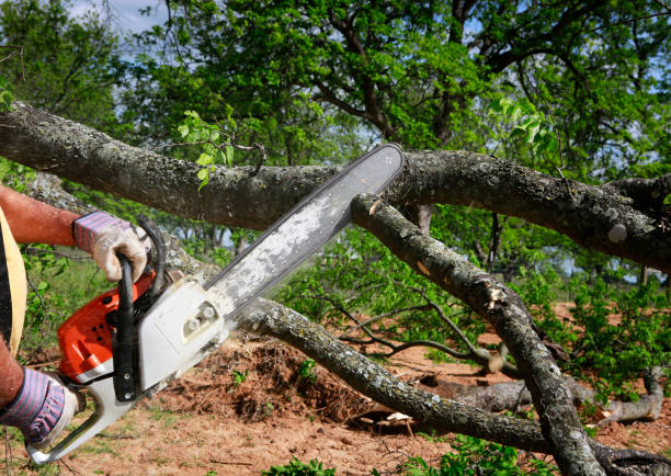 Best Root Management and Removal  in Arden Hills, MN